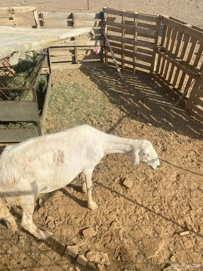 نعجة حرية مضرع 1