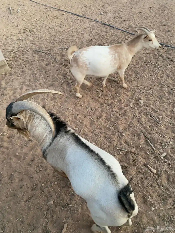 تيس وعناق مضرع اقزام صينيه 3