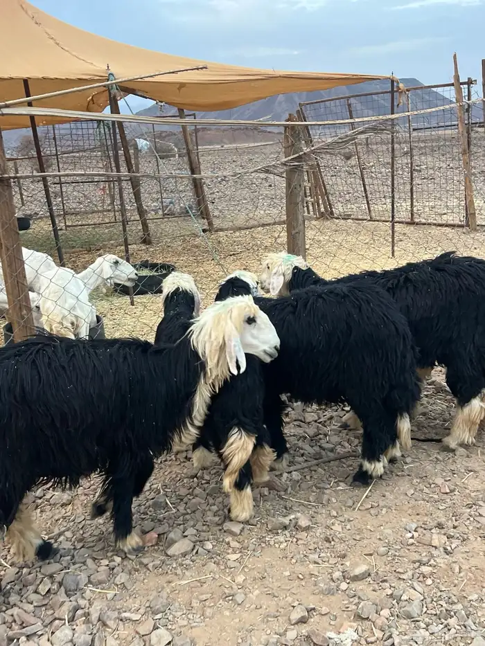 رخال نجد جذعات جروم ( تم البيع) دف 12