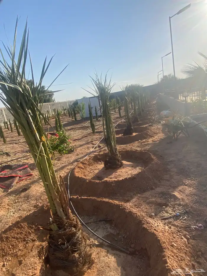 خلاص كبار بتمره 9