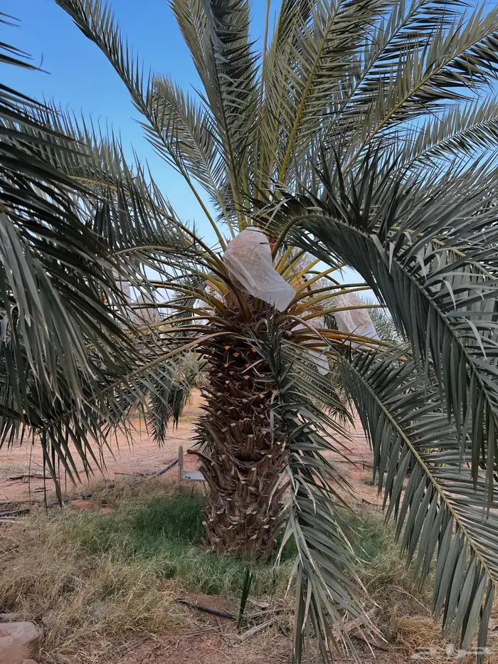 نخل للبيع للبيع نخيل جثايث 4
