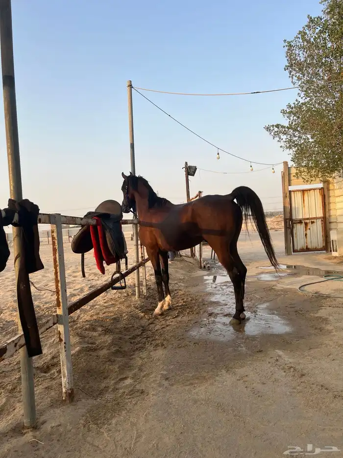 حصان شعبي جباره متناسق 2