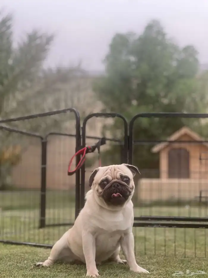 ذكر بق للبيع Pug 3