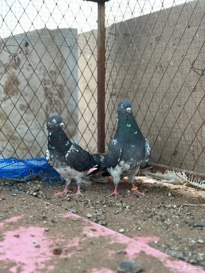 حمام باكستاني كمنقر وداب ولا 6