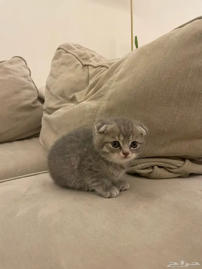 قطط سكوتش فولد 3