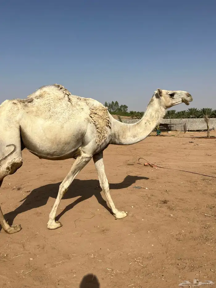 للبيع العشرا كفو حدرها قعود 2