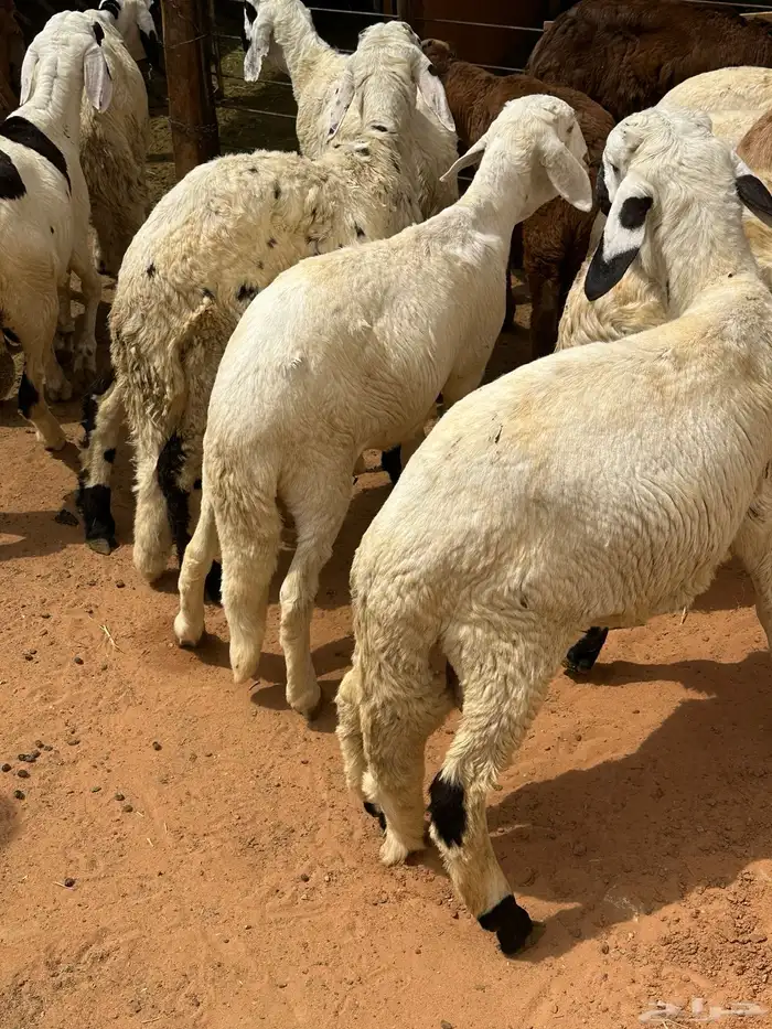 سواكن بيض بلديه معها 4 حمري مستورده لحالهن 8