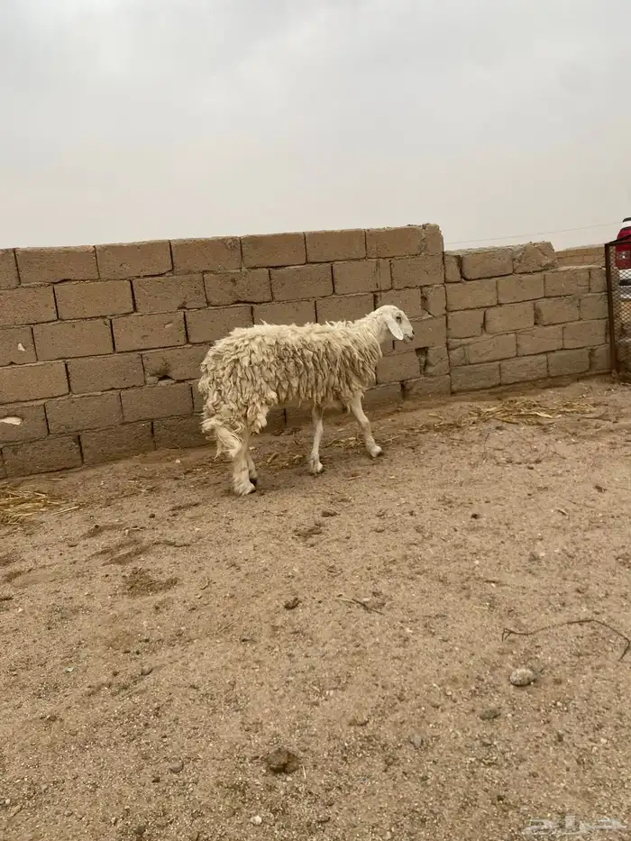 نعجه تامه مضرع لها ثلاث شهور 3