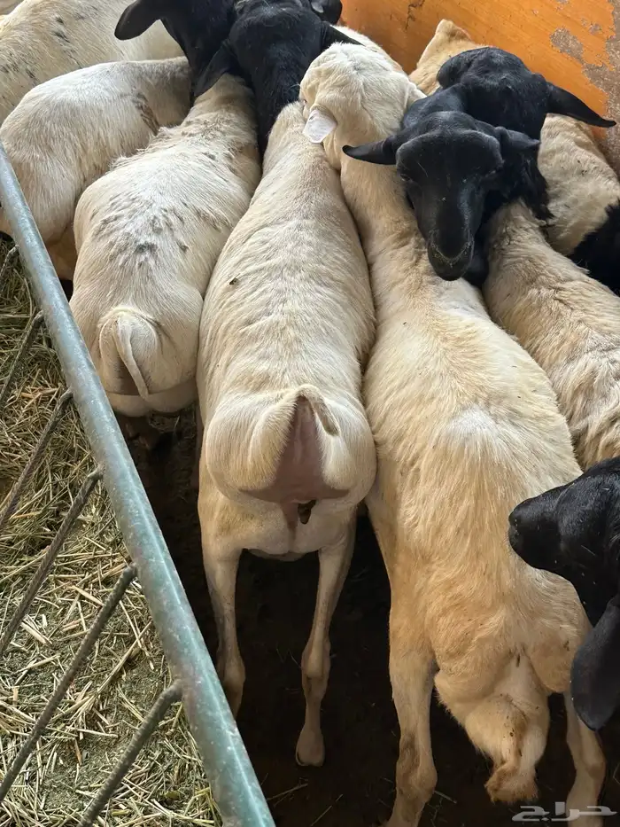 سواكن وبرابر طب وتخير 14