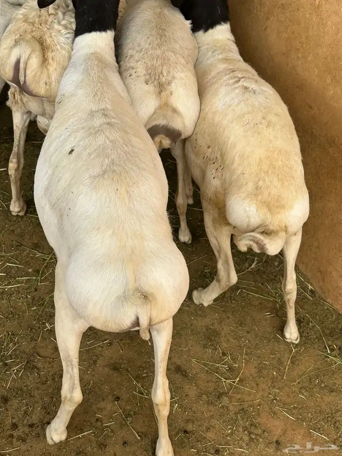 طليان برابر مرابي طب وتخير 20