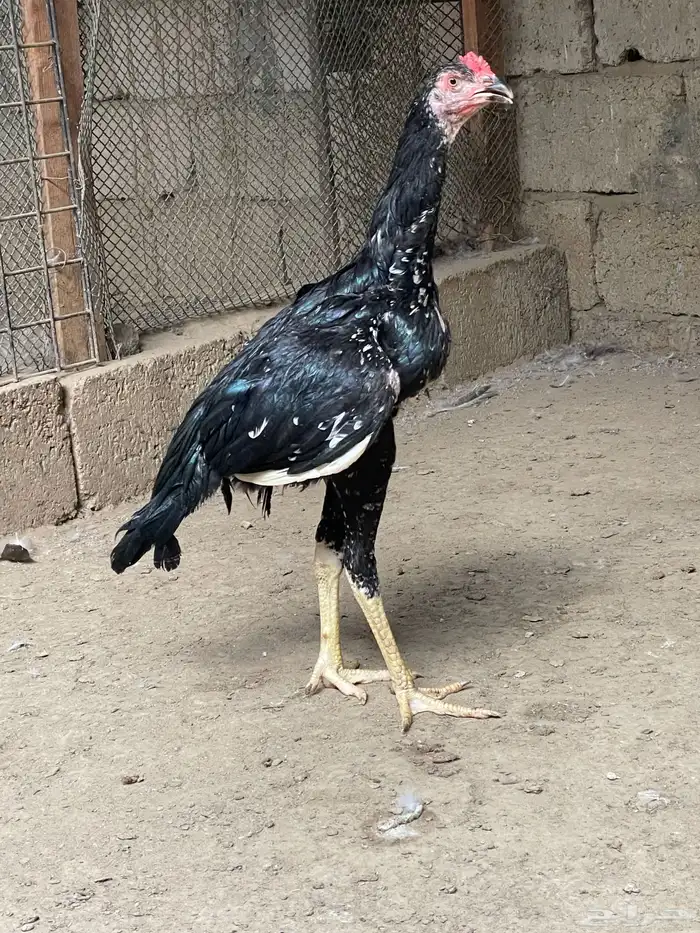 للبيع ديوك سندية 2