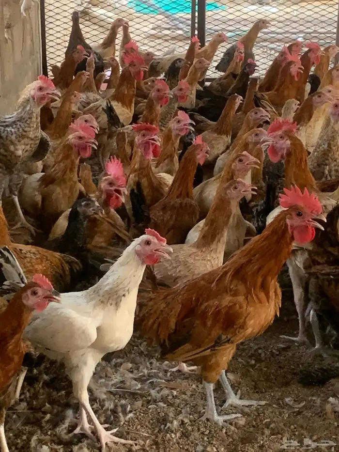 للبيع صوص بلدي 1