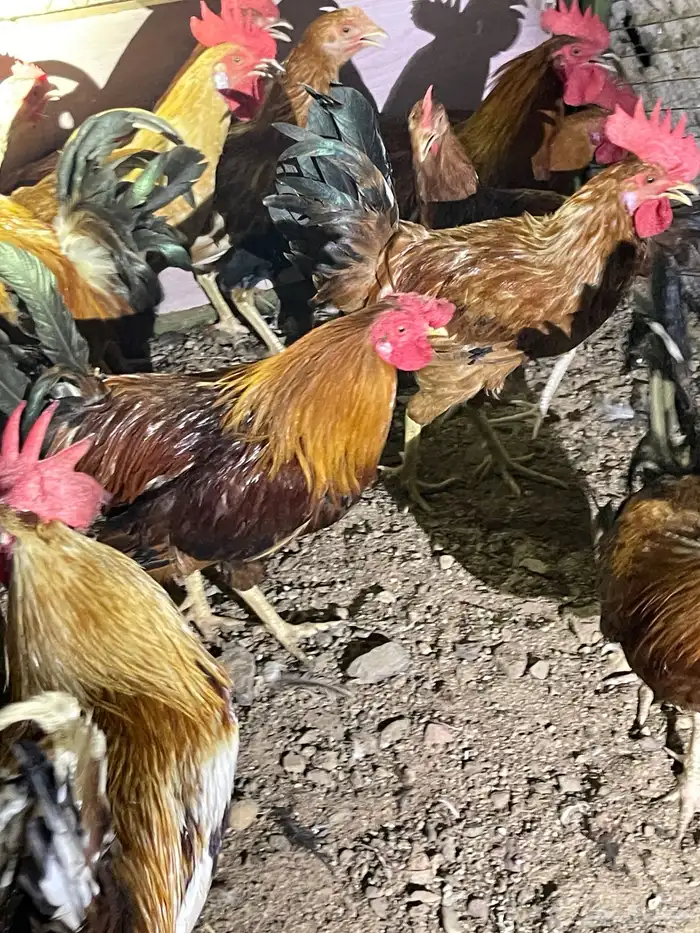 ديوك بلديه للبيع 1