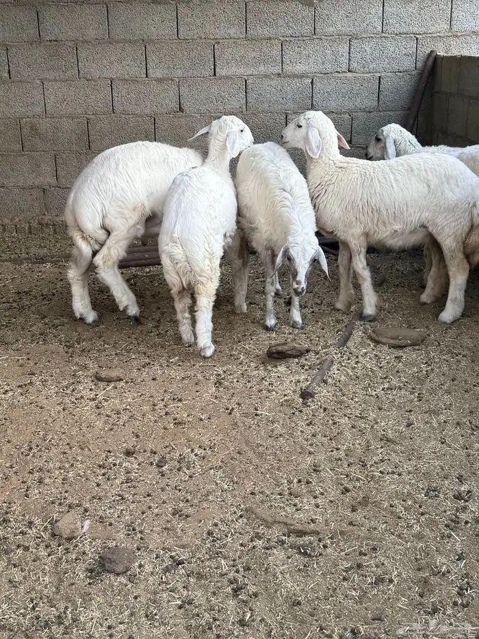 طليان لبانية 4
