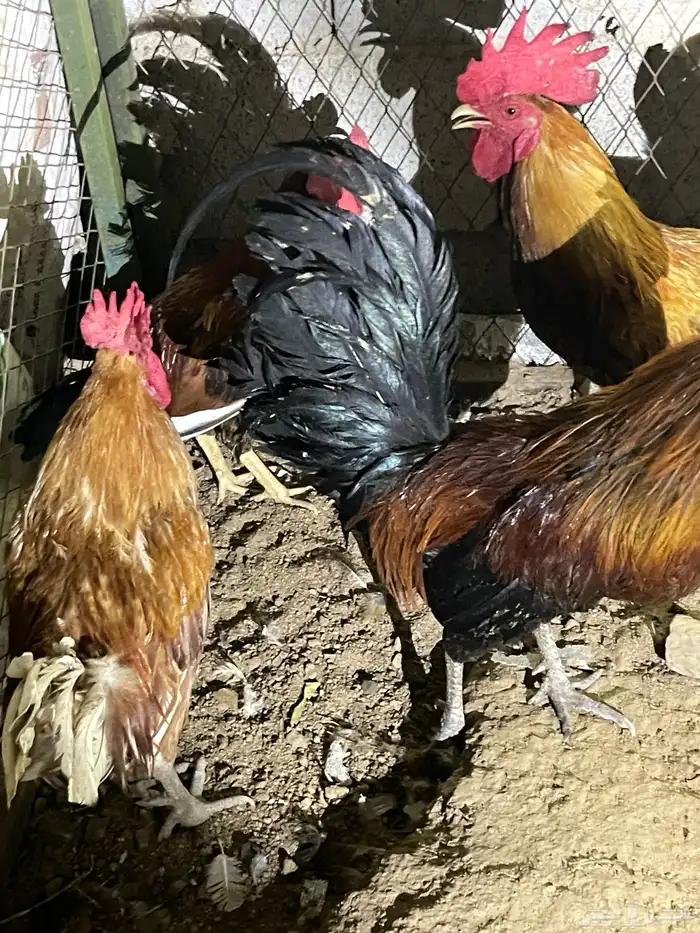 ديوك بلديه للبيع 9