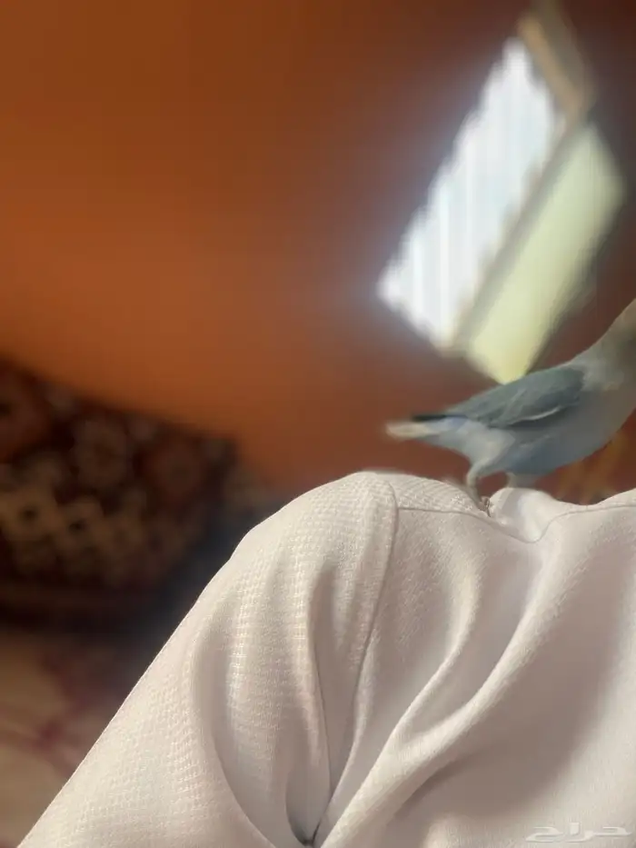 ببغاء روز 7