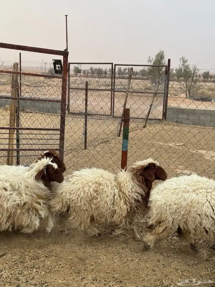 غنم نعيم 3