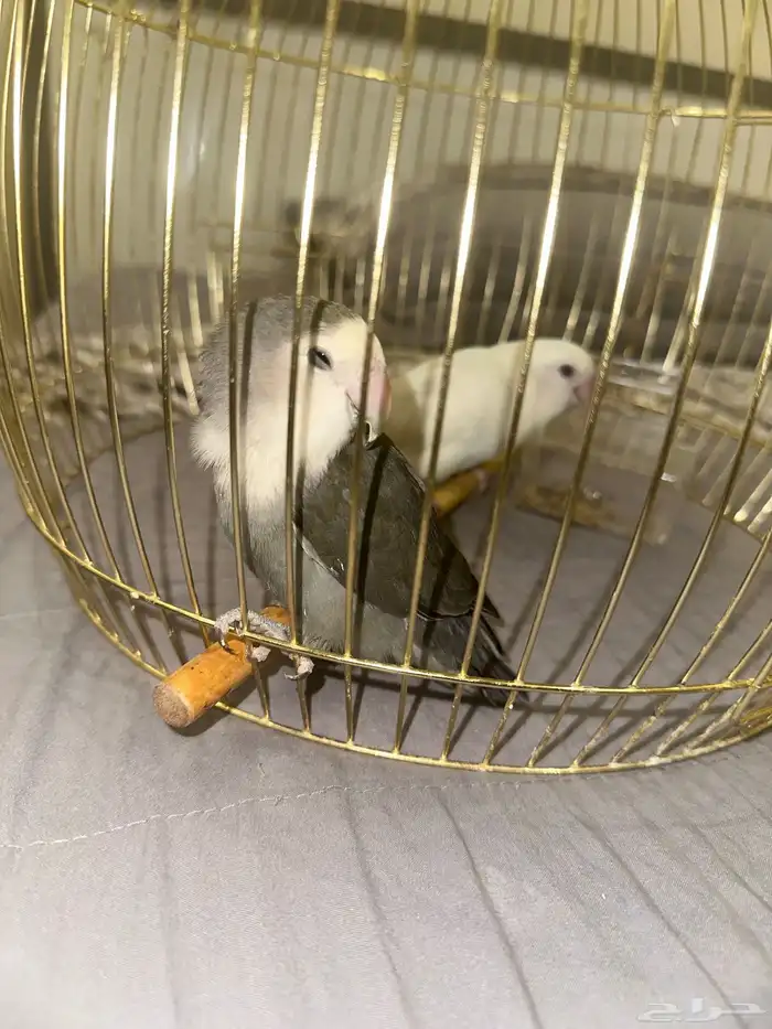 روز للبيع 2 2