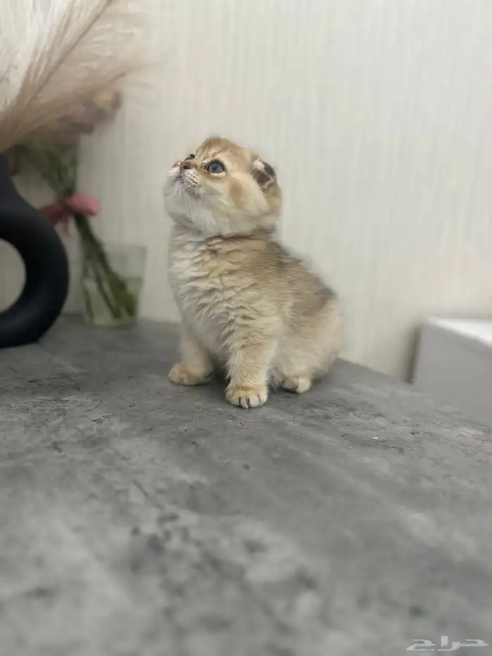 سكوتش فولد مسجل للبيع 6
