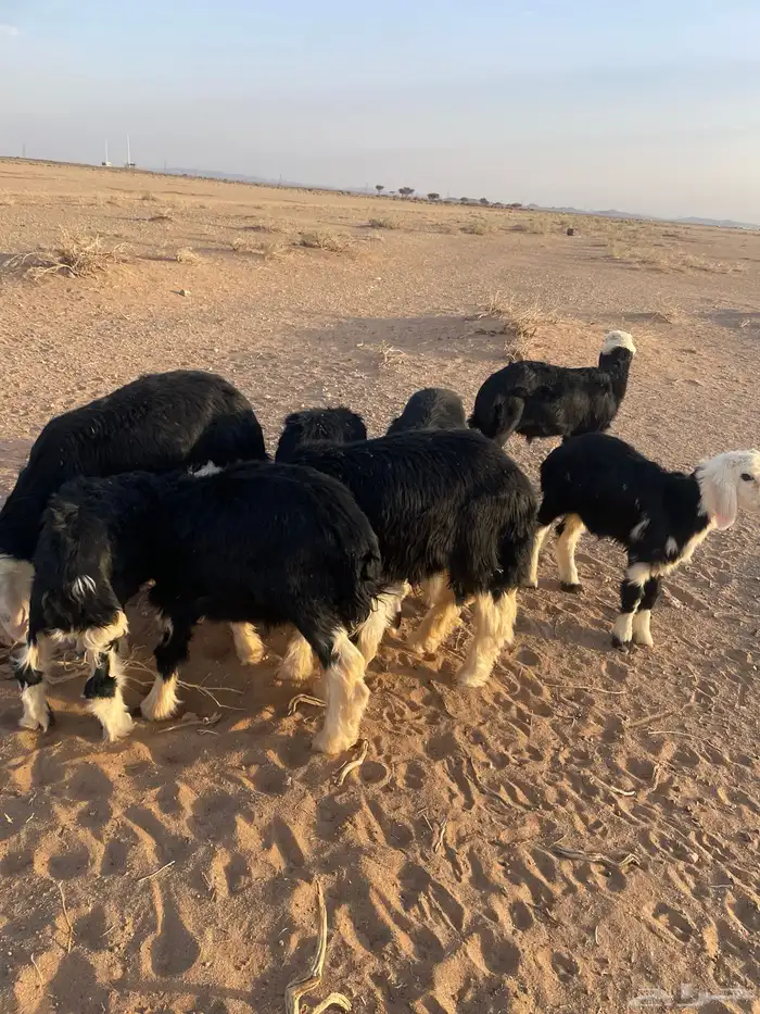 بهم نجد للبيع 0