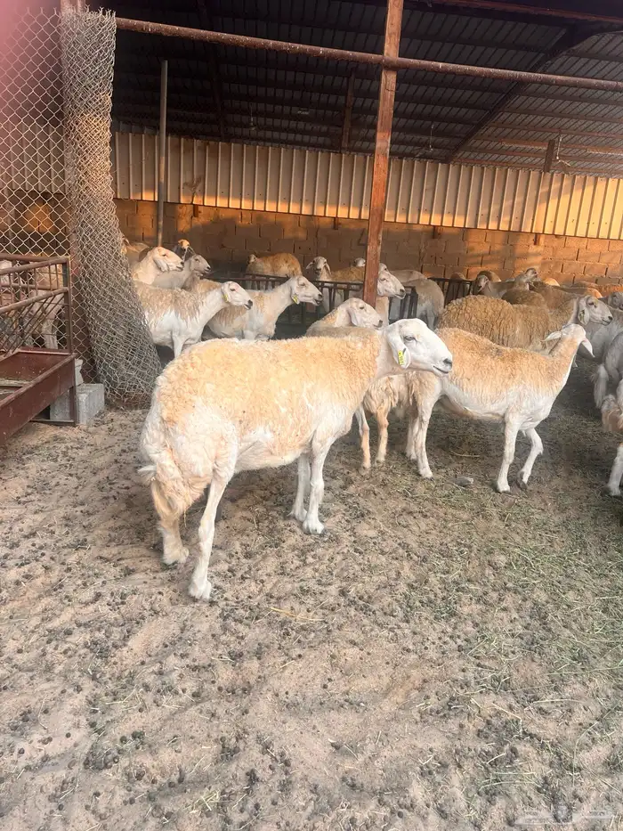 غنم حريات حرش 0
