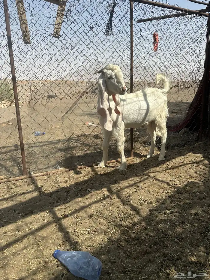 للبيع تيس فاخر 2