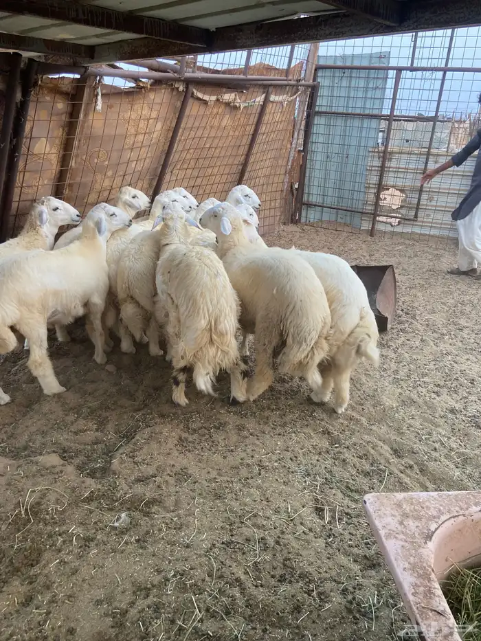 طليان ذبايح ضيوف وثلاجة مع ذبح وتوصيل. 0