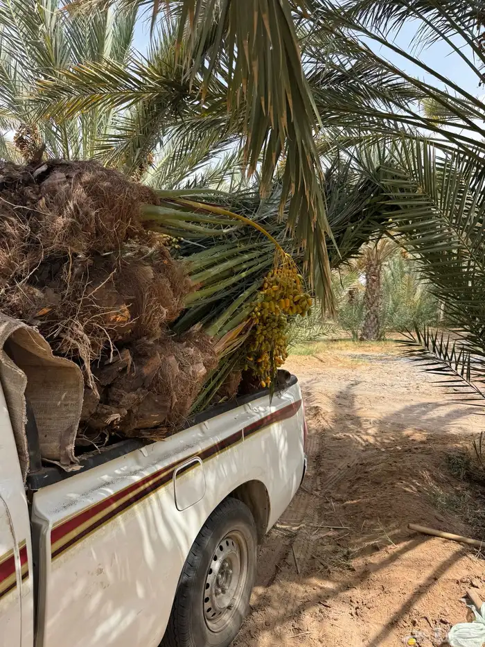 نخيل لبيع 3