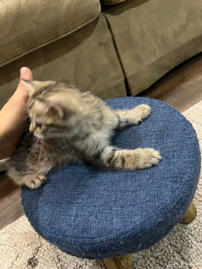 قطط صغيره للبيع 1