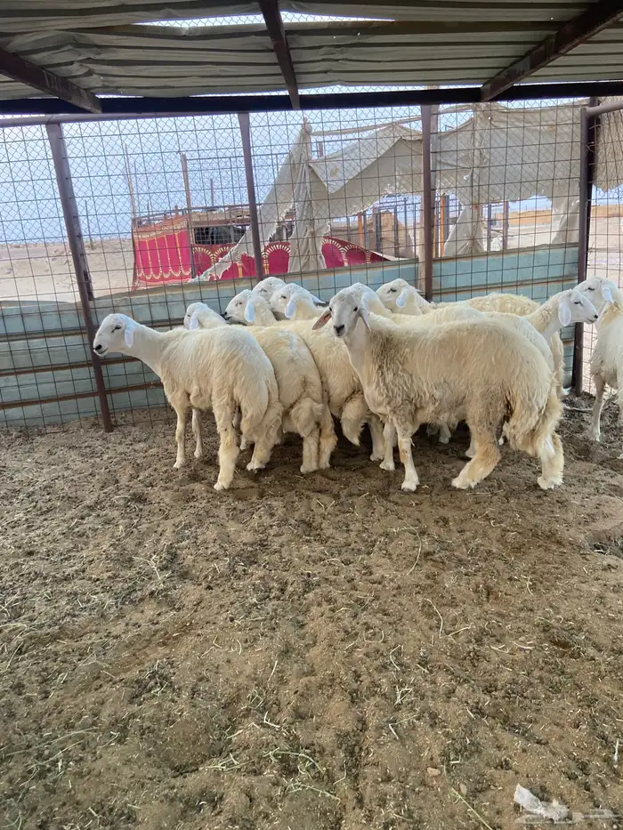 طليان ذبايح ضيوف وثلاجة مع ذبح وتوصيل. 2