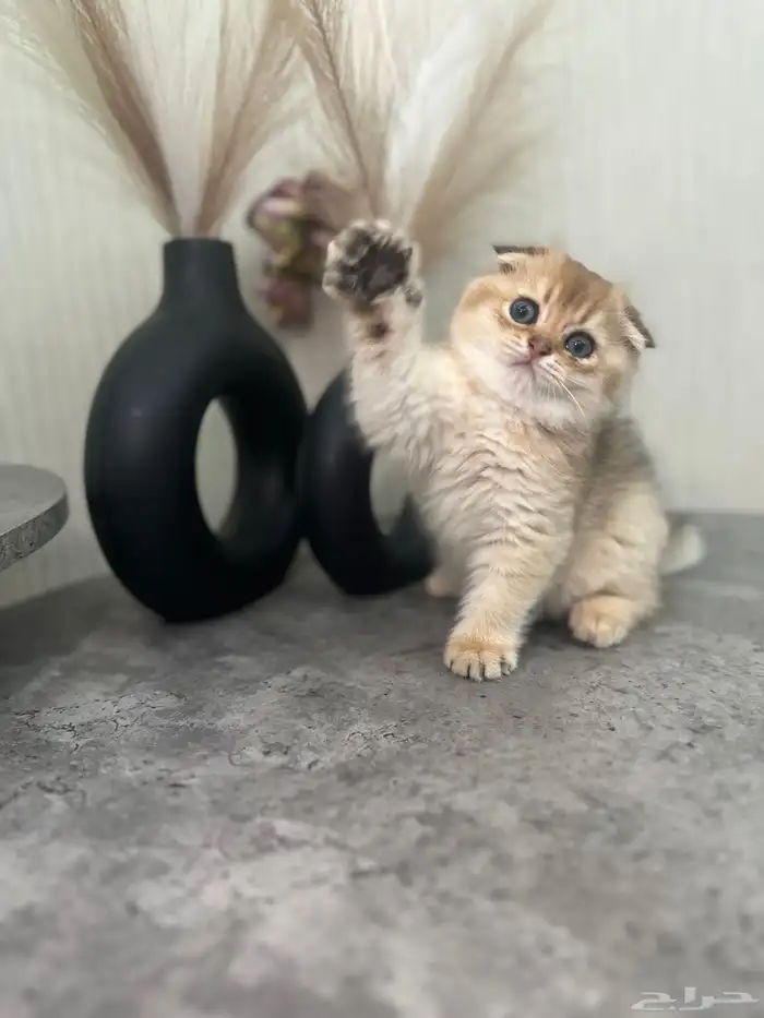 سكوتش فولد مسجل للبيع 3