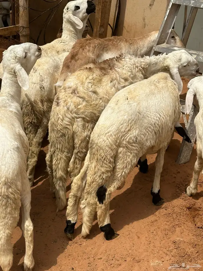 سواكن بيض بلديه معها 4 حمري مستورده لحالهن 15