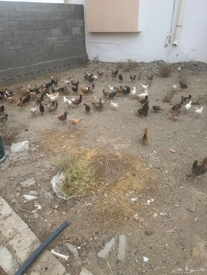 دجاج بلدي العمر شهر واسبوع شرط من جميع الامراض 0