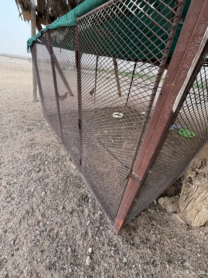 شبك طيور أو غنم 9