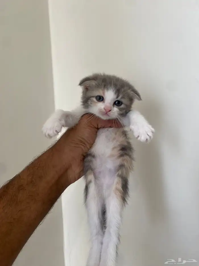 كيتن سكوتش فولد 5