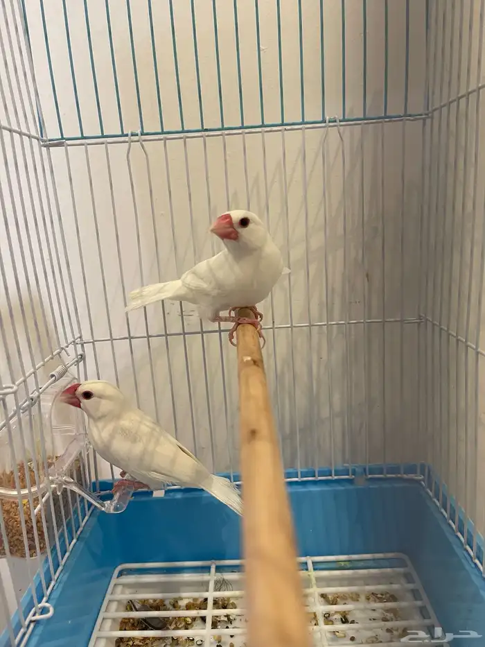 جوز جاوا فنش البينو فاخر 1