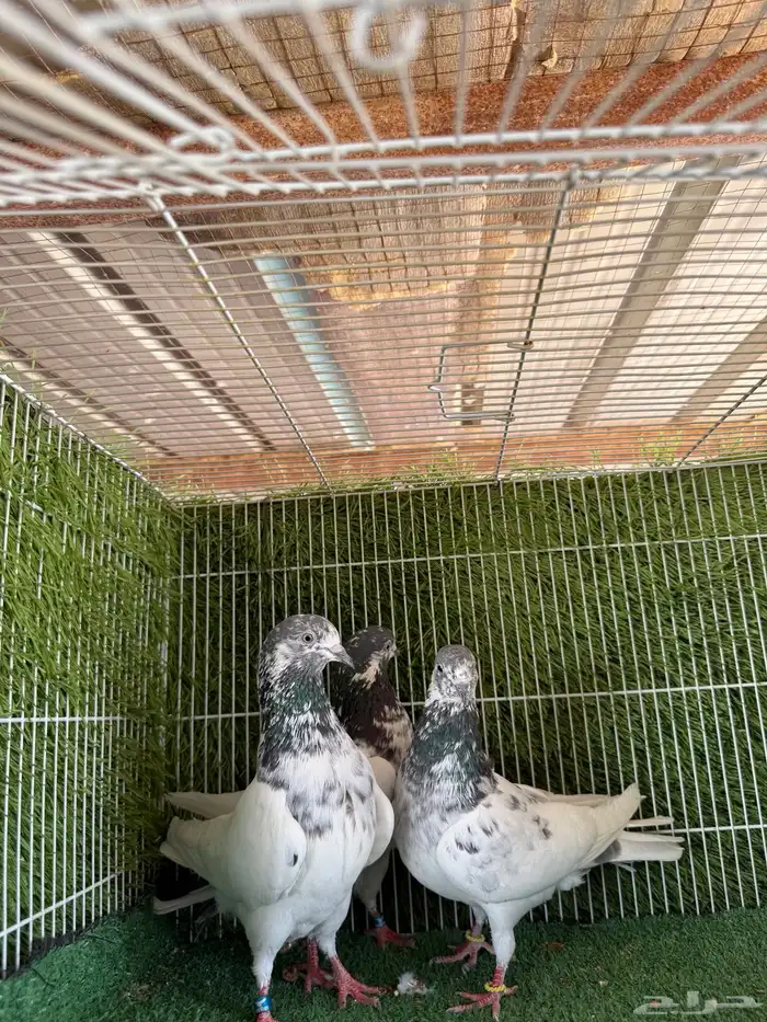 اناثي على ولا بيور اساس 7
