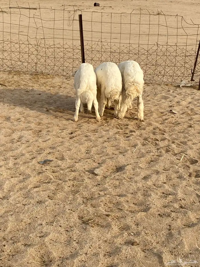 طليان فل شحم واطراف طيبه 0