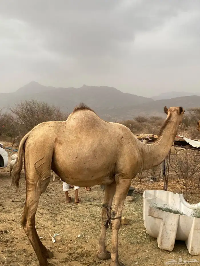 ابل 4نياق للبيع 3