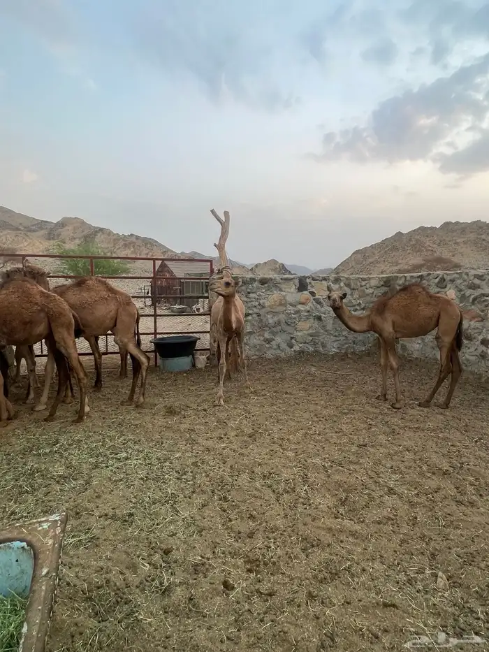 قعدان للبيع 8