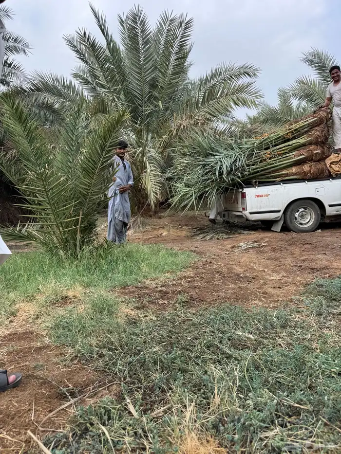 نخيل لبيع 5