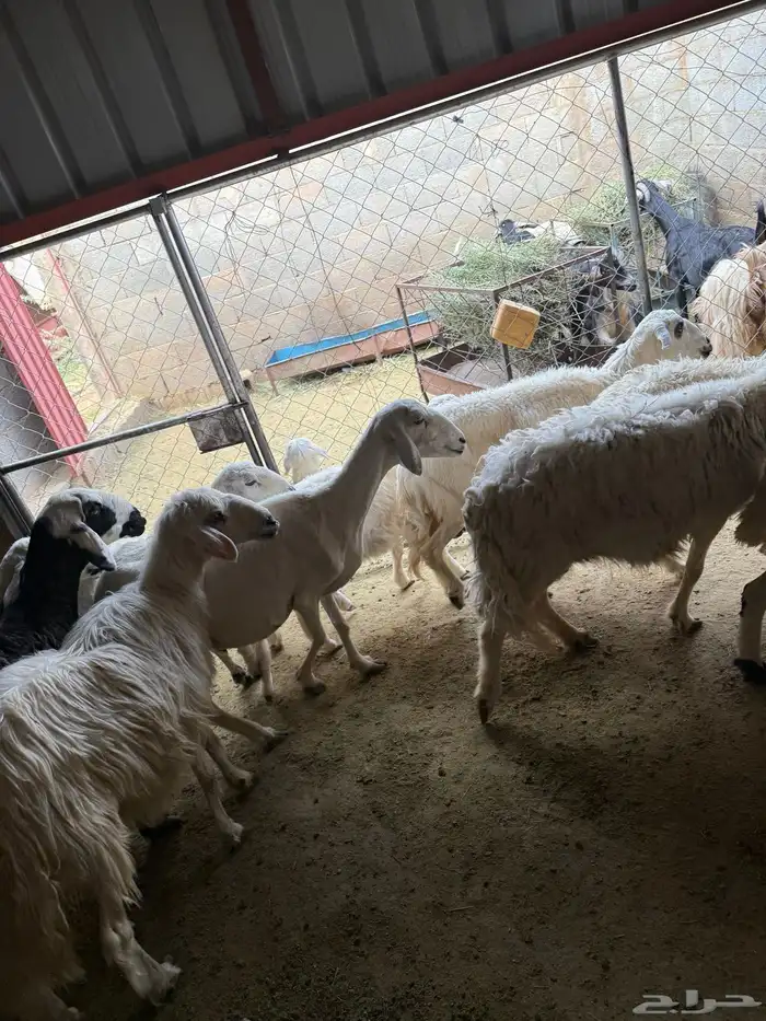 ضان للبيع فيها دفيع 1