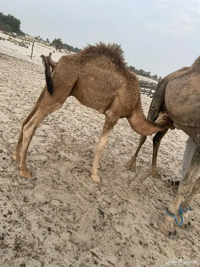حوار حمر للبيع 0