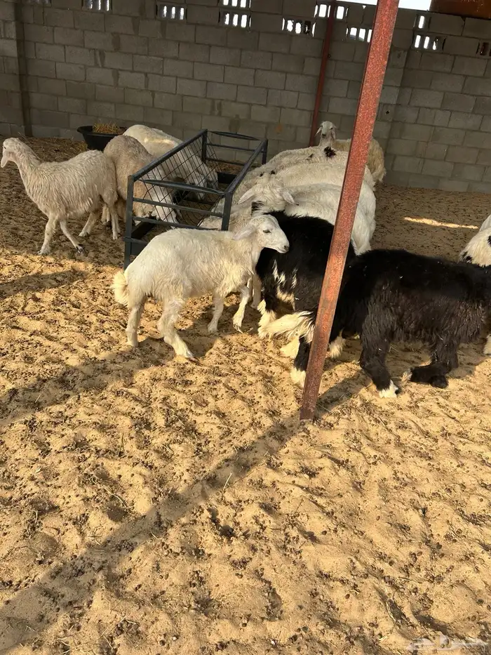 غنم خرفان حريه للبيع 4