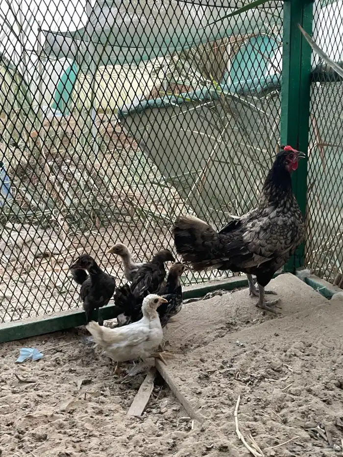 دجاجة بفروخها 0