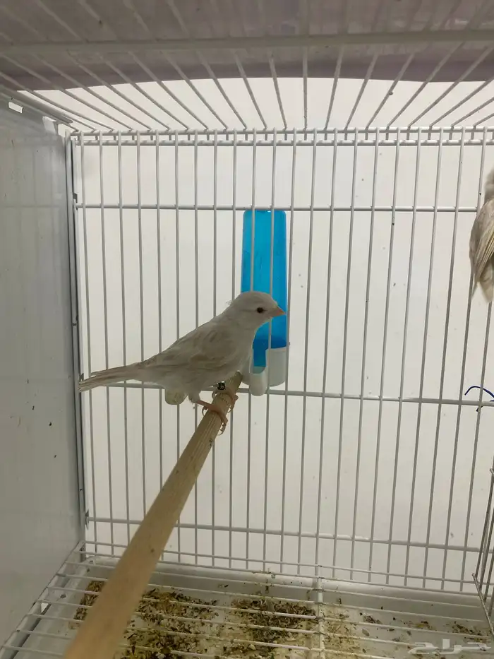 كناري ستنايت 1