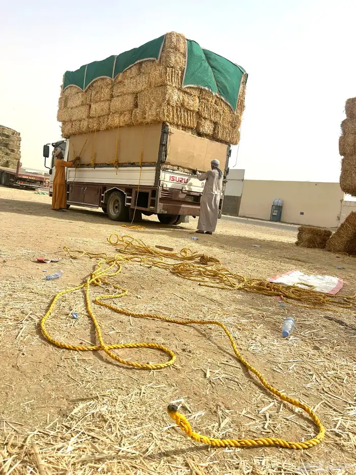 تبن قمح شد جندير 0