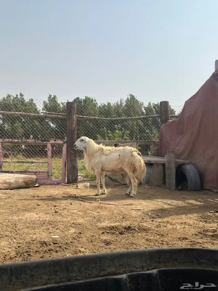 فحل لبيع 2