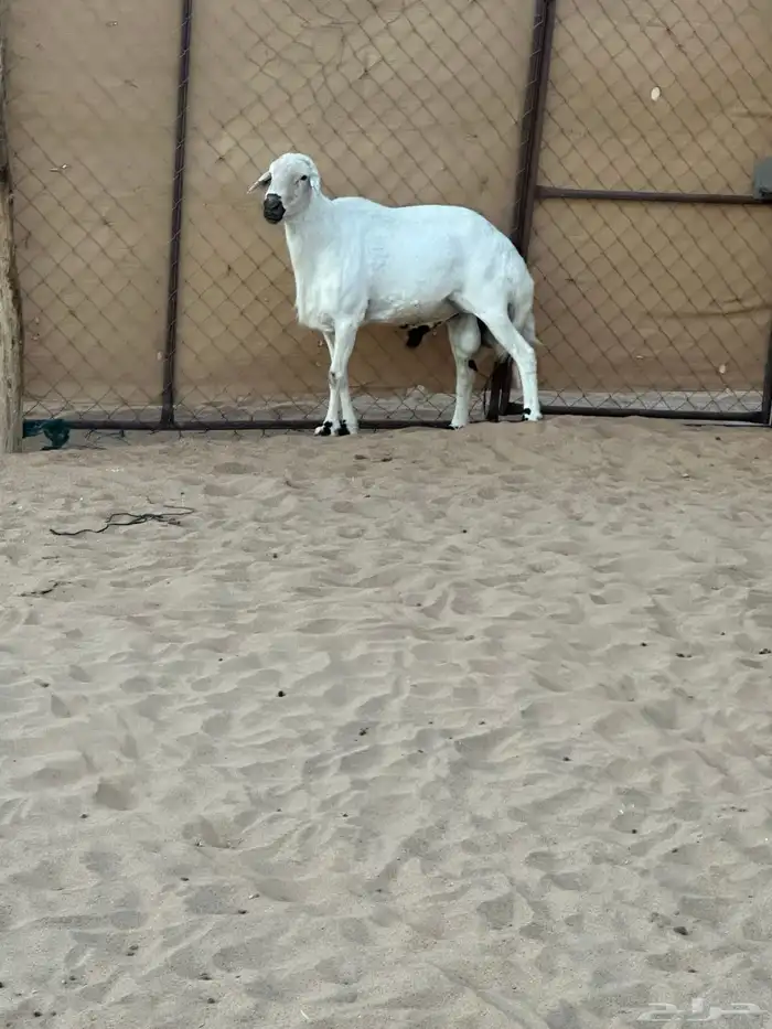 فحل  تبارك الله 1