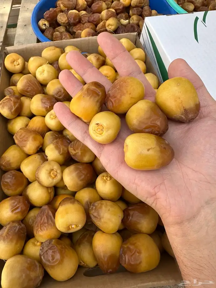 يوجد لدينا تمر سكري فاخر 1